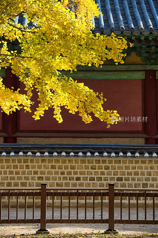 均馆Ginkgo Tree